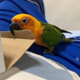 【画像】俺の飼ってる鳥さん自慢していい？