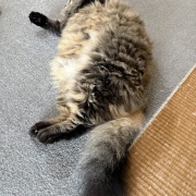 そういえばマロはこういう子だった