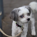 『【里親募集中】チワマルのそらまるくん』の画像