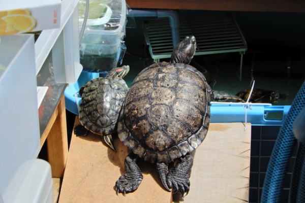 かめさま307 - チュウジエン