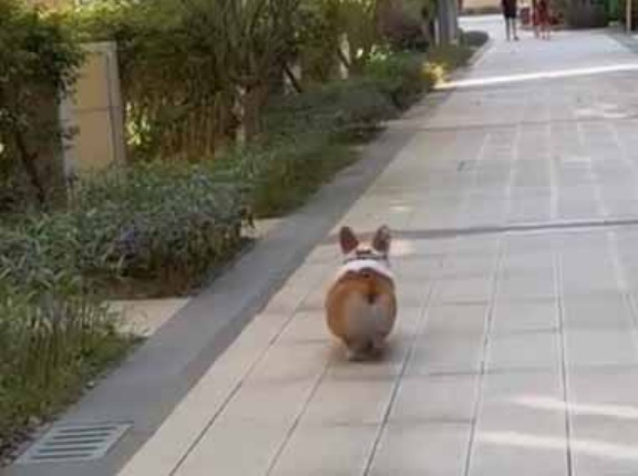 犬が歩道を歩いていた。フリフリフリ♪ → 魅力的な「おちり」はこちらです…