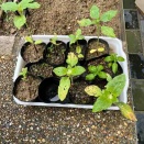 植物日記　2026年6月4日