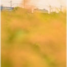 夜明けの出羽公園付近の田んぼで　黄金色の稲穂　とＥＦ６６－１２５号機（サメ）牽引武蔵野貨物２０６６列車他