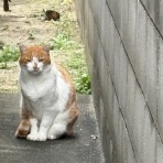 保護猫さんの徒然日記