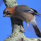 『投稿：BORGによる中型・大型の野鳥たち　2024/04/24』の画像