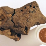イギリスで発掘の化石、なんと竜の脳だった・・・史上初の発見（※画像あり）