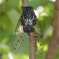 【蝉】セミの幼虫「採取禁止」の張り紙　都内の公園、食用目的で乱獲か　中国語でも注意喚起