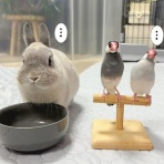 ブンチョ日誌