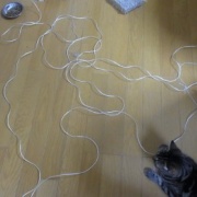 暴れん坊猫よりいろいろやらかしていた猫