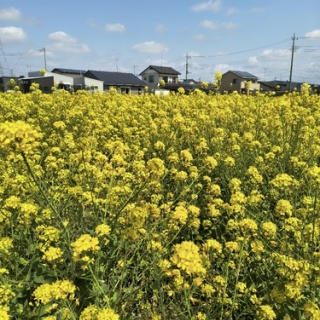 もっちーのヨガ日記 　　　　　　　　　　　