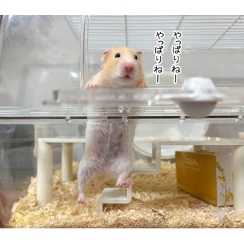 今日のプリン(8/5追記)
