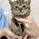 里親募集2025年11月①