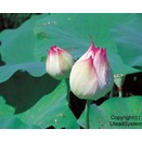 高市政権と日本  Takaichi Administration & Japan