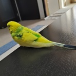 カズナル　～鳥達の襲撃