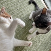 高齢猫と若い猫のじゃれ合いとパンダの思い出