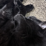バリバリボウルが大好きな猫たち