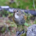 奥庭　ルリビタキ、ウソ