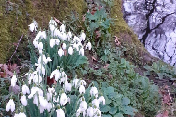 おとぎの国のガーデナー スノードロップ