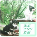 白い子猫を新たに飼いはじめました！