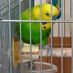 鳥とおばさん