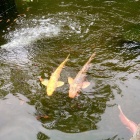 『厄払い』の画像