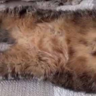 猫の動画 ねこわん！