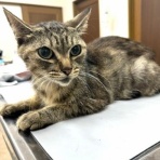 袋井動物病院日記