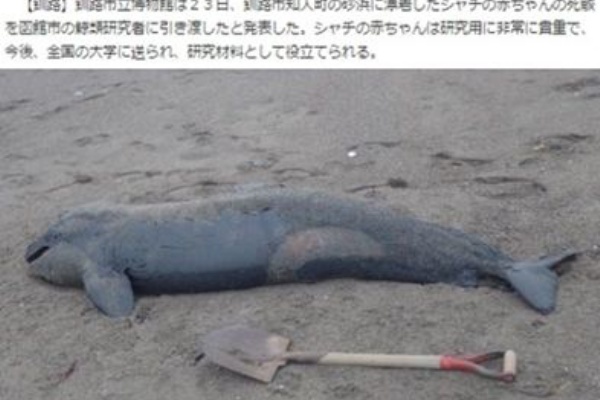 釧路に死骸漂着した 体長2 2mシャチの赤ちゃん 生態解明へサンプルに どうしんウェブより 16年2月24日 サメ シャチ好き集まれ情報局