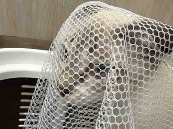 娘猫の中の謎の物体　20260828