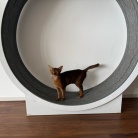 早起きして、元気に歩くりすたん