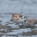 2羽のユキホオジロ雄 Snow Bunting