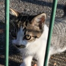 野良猫夫婦とその娘　20260203