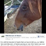 『グレート アバコ島最後の野生馬の死去』の画像
