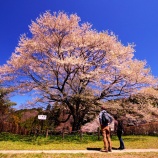 『2026.4『 醍醐桜🌸 / 岡山県真庭市別所❷』歩いてみたよ』の画像