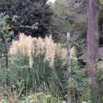 佐倉草ぶえの丘バラ園 ボランティア日誌