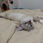 ねこかます
