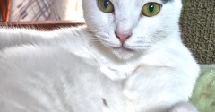 ノリコは子ねこ