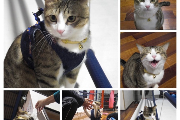 Newボクシングクラブのブログ 雷蔵