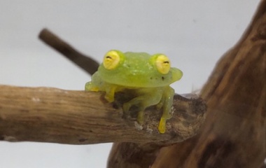 『両生類入荷情報！』の画像