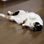 保護猫さんの徒然日記