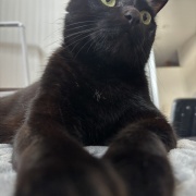 【猫写真】娘が撮った猫たちの写真