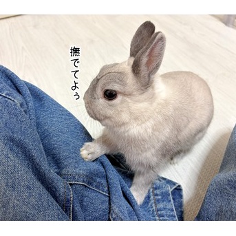 うさぎのルリ(9/16追記)