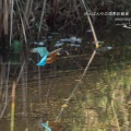 パフォーマンスはいまいちですなぁ・・・・・