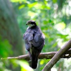 『投稿：都市公園のオオタカ5態＆日暈【追記】2025/09/23』の画像