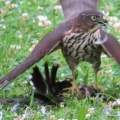 獲物を捕ったツミ（雀鷹）を撮る🦅📸（太田市）