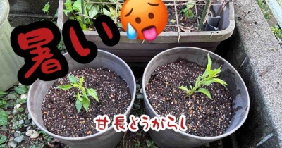 梅雨の晴れ間にやっておく。