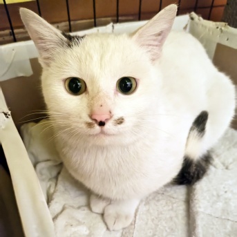 プン！　十五日目　里親募集