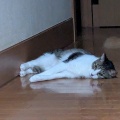 そら君　夏は床の上が快適ね