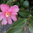 楽しみな日は曇る