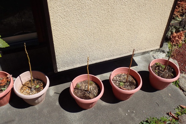 伊豆で自然と暮らしたい アボカド